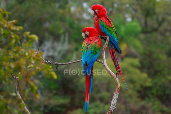 Red-and-green macaws sitting on tree branch in forest of Buraco das Araras, Brazil — Stock Photo