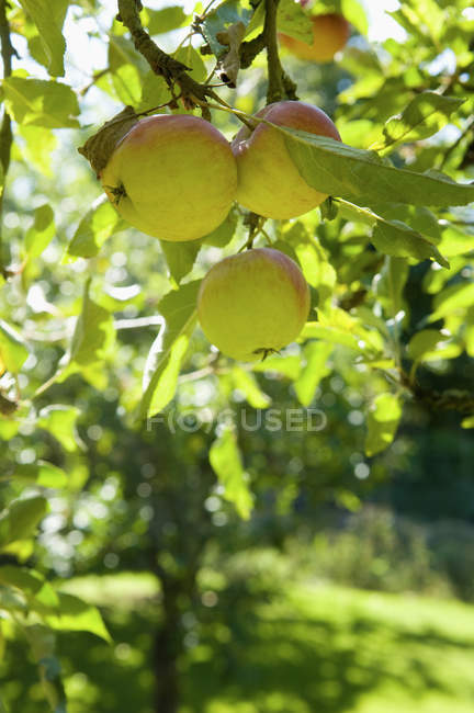 Fruto del manzano en la granja, primer plano . - foto de stock
