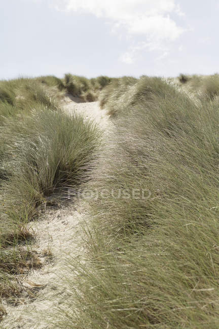 Sentiero lungo dune di sabbia con agrifoglio . — Foto stock