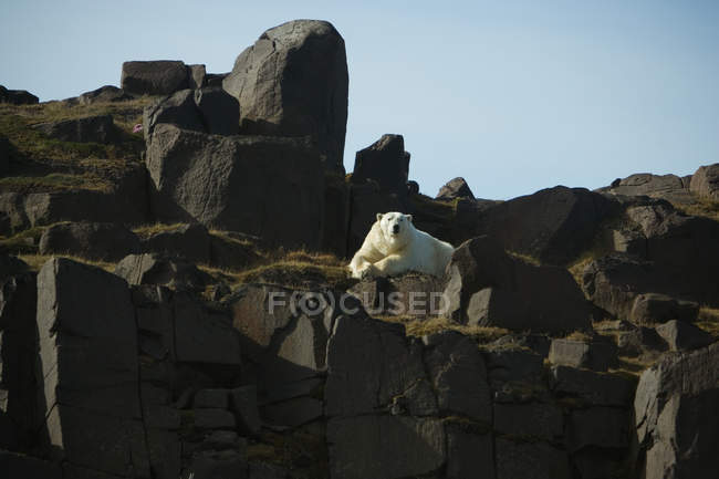 Белый медведь отдыхает на скале на Шпицбергене, Норвегия . — стоковое фото
