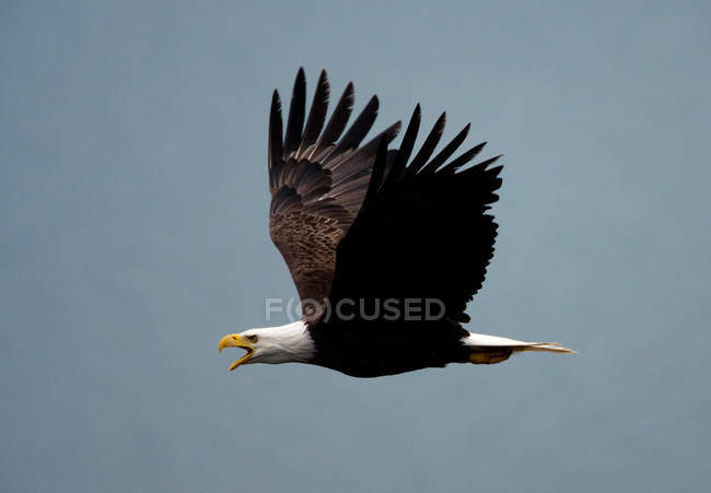 Pássaro de águia careca voando no céu azul
. — Fotografia de Stock