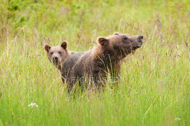 Brown bears in meadow of natural grassland. — Stock Photo