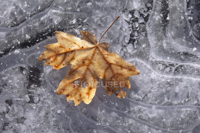 Ahornblatt in Herbstfarben auf Eis gefroren. — Stockfoto
