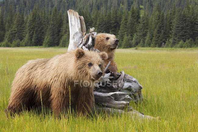 Braunbärenjunge auf Wiese im Lake Clark Nationalpark, Alaska, USA — Stockfoto