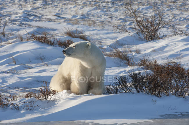 Polar bear digging snowy meadow. — Stock Photo