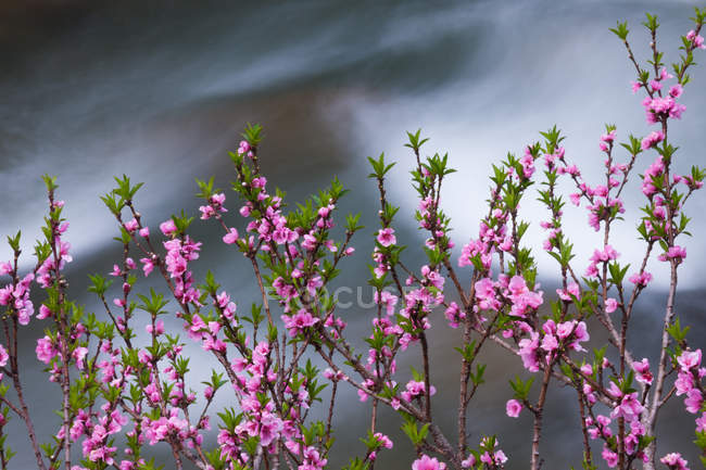 Fiori rosa primaverili su arbusto — Foto stock
