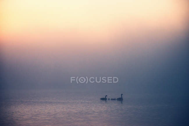 Gansos con goslings en la superficie del lago en la mañana brumosa . - foto de stock