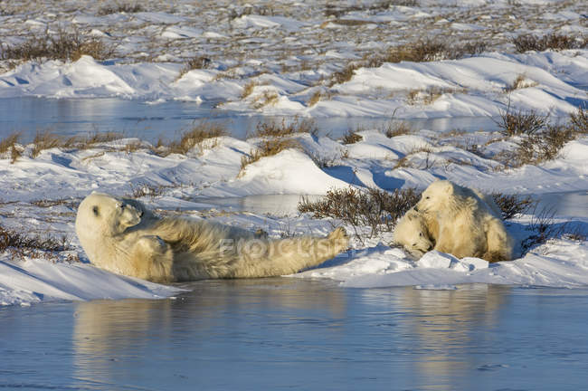 Oso polar con cachorros tumbados en la nieve junto al agua . - foto de stock
