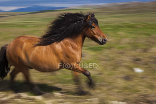 Icelandic horse galloping in open countryside. — Stock Photo