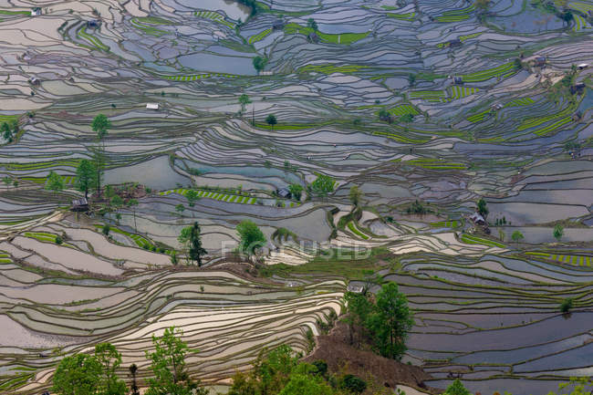 Vista aérea de los campos de arroz en terrazas en Yuanyang, China - foto de stock