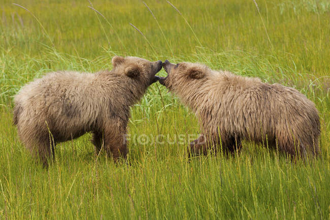 Brown bears cubs playing in green meadow. — Stock Photo