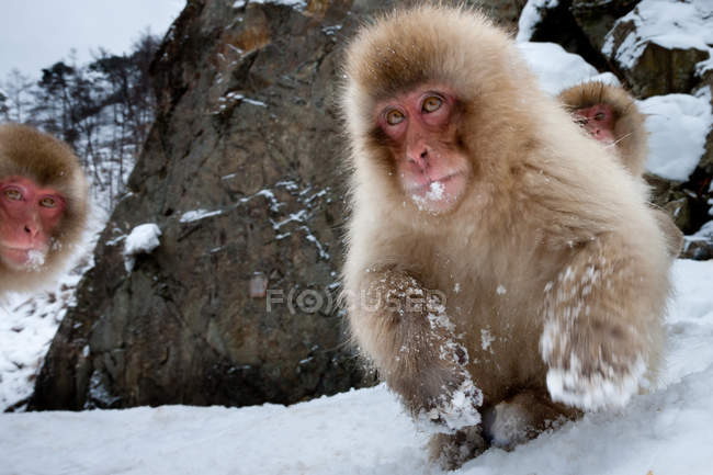 Macacos japoneses na neve na ilha de Honshu . — Fotografia de Stock