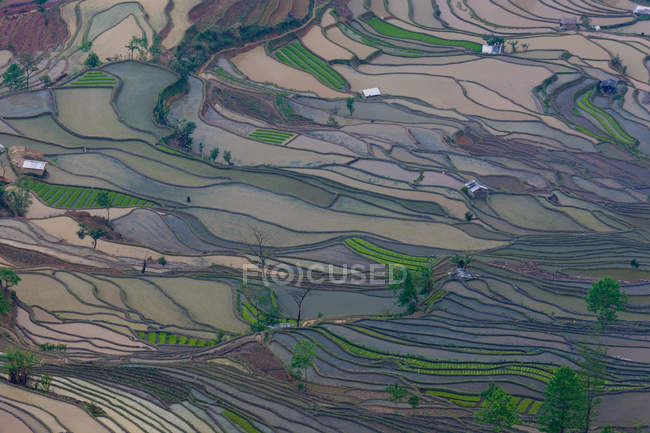 Aerial view of terraced rice fields in Yuanyang, China — Stock Photo