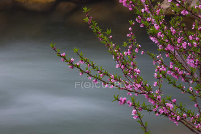 Springtime pink blossoms on shrub — Stock Photo