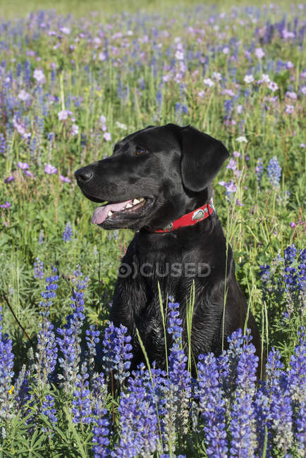 Black labrador dog sitting in field with blue flowers. — Stock Photo