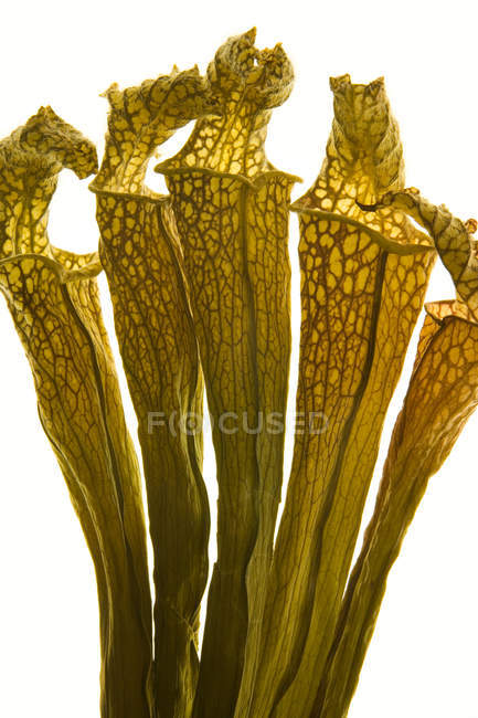 Primo piano della pianta carnivora della brocca Sarracenia su fondo bianco . — Foto stock