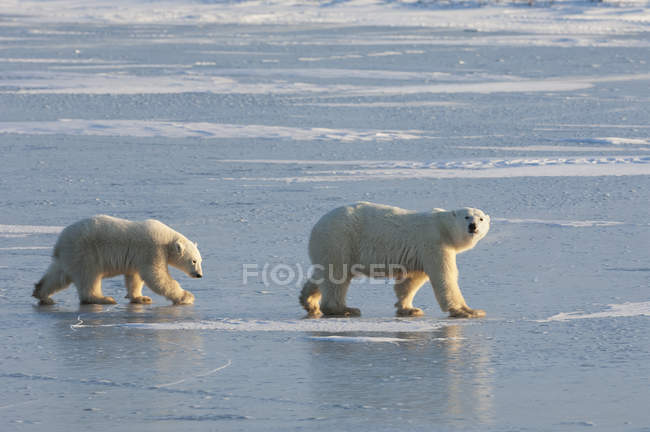 Zwei Eisbären gehen auf Schneefeld in Manitoba, Kanada. — Stockfoto