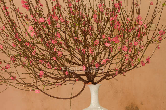Frühlingsblüher an Zweigen in weißer Vase — Stockfoto