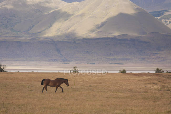 Horse walking on grassy plain in Los Glaciares National Park in Argentina — Stock Photo