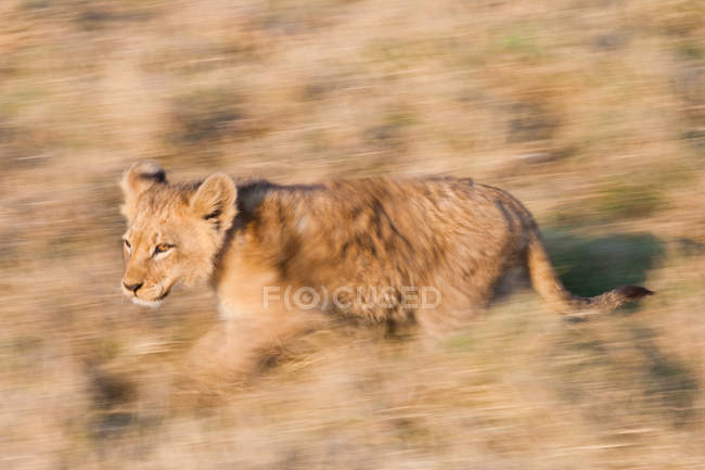 Cachorro de león africano en movimiento en la pradera en Botswana - foto de stock