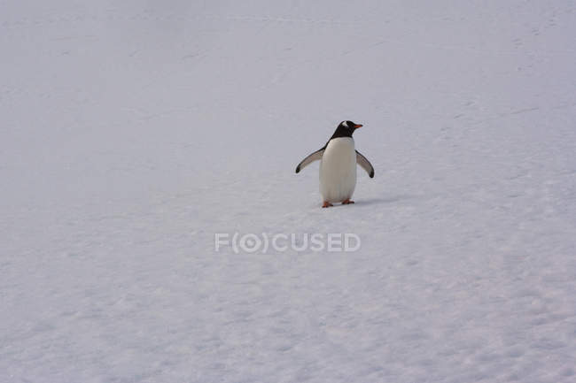 В Антарктиде пингвин ходит по снегу — стоковое фото
