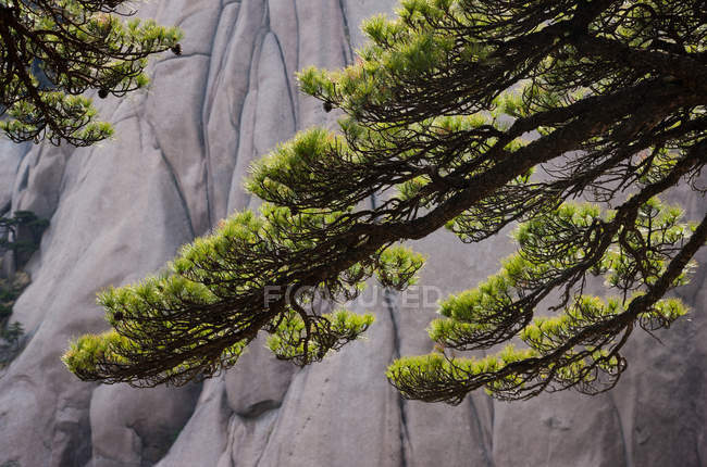 Ramas de árboles con follaje y paisaje de Huang Shan, China - foto de stock