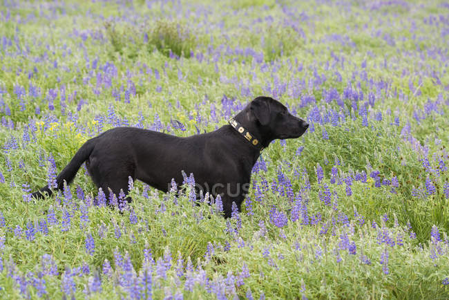 Black labrador dog standing in wild flowers meadow. — Stock Photo