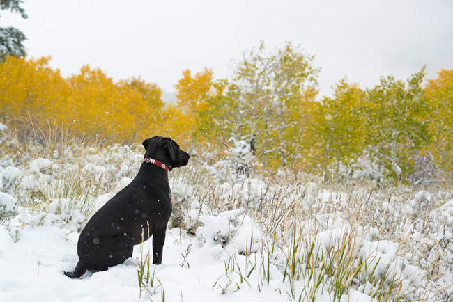 Negro perro labrador sentado en el prado en la nieve
. - foto de stock