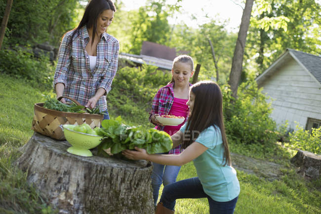 Jeune femme avec des sœurs pré-adolescentes mettant des légumes et des fruits frais sur la souche d'arbre dans les terres agricoles . — Photo de stock