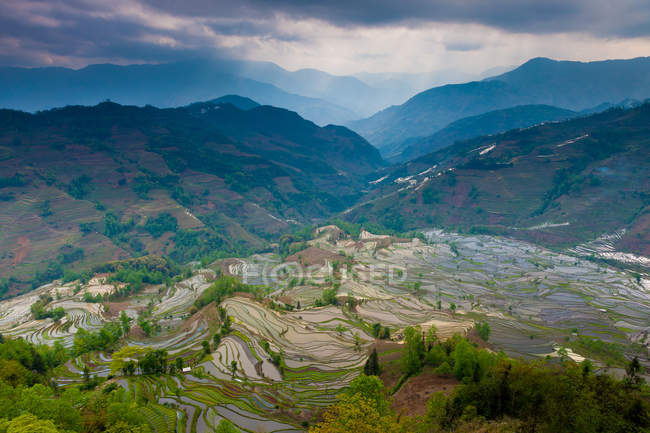 Горбисте тераси рисових полів з природним візерунком в Yuanyang, Китай — стокове фото
