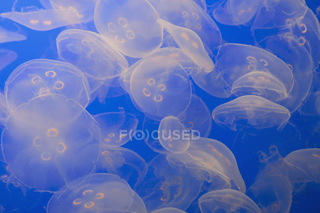 Medusas traslúcidas fantasmales de la luna en agua azul . - foto de stock