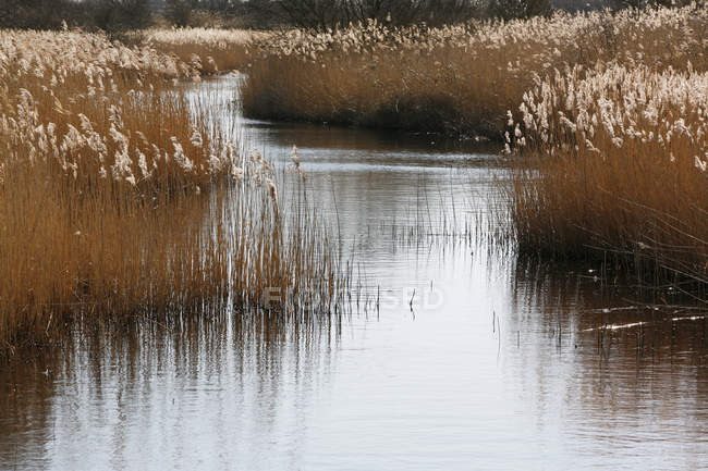 Reed stalks and feathery seed heads growing in shallow water — Stock Photo
