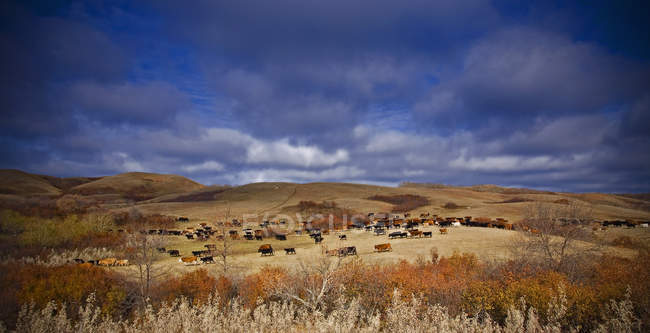 Большое стадо крупного рогатого скота на открытых лугах Канады . — стоковое фото