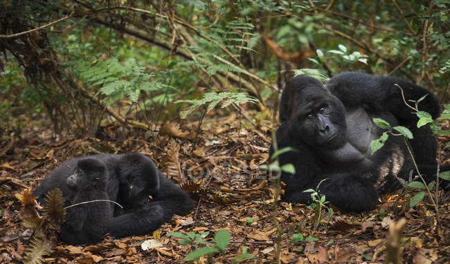 Mountain gorillas with juvenile sitting on foliage of Volcanoes National Park, Rwanda — Stock Photo