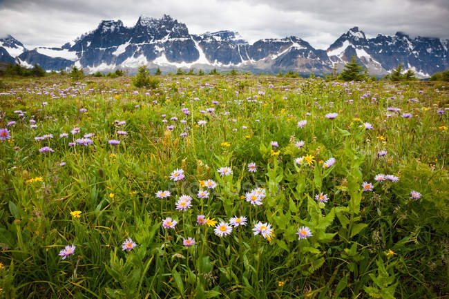 Wildflowers in green field of Jasper National Park, Alberta, Canada — Stock Photo