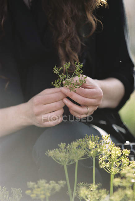 Nahaufnahme einer Frau, die auf einer Wiese Wildblumen pflückt. — Stockfoto
