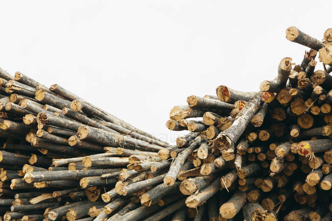 Impilabile di tronchi di legno tagliato in segheria su sfondo bianco . — Foto stock