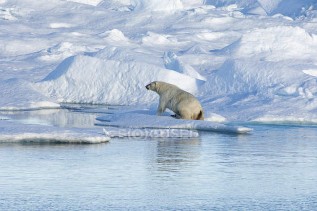Eisbär klettert auf Eisscholle aus dem Wasser. — Stockfoto