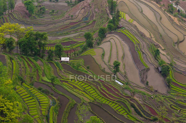 Campos de arroz com terraços montanhosos com padrão natural em Yuanyang, China — Fotografia de Stock