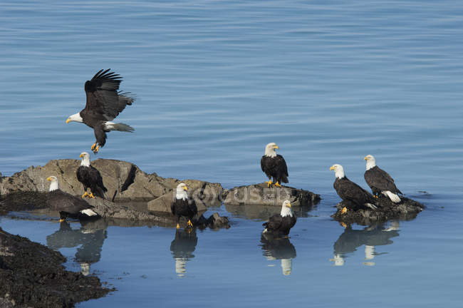Grupo de águilas calvas posadas sobre rocas por el agua azul
. - foto de stock