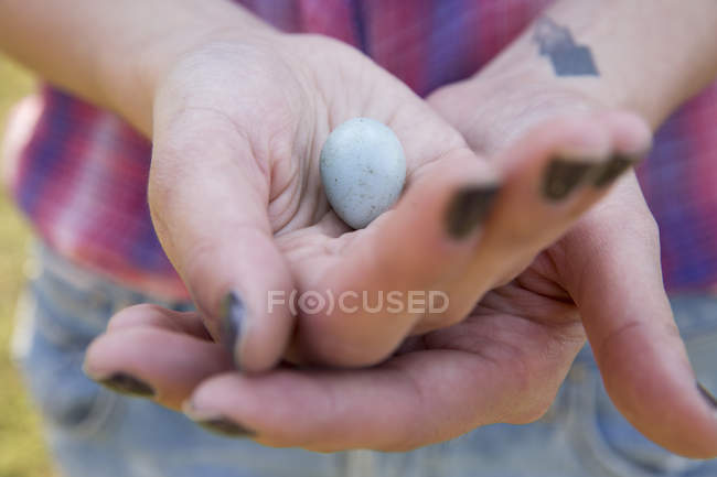 Primer plano de las manos femeninas sosteniendo un pequeño huevo de ave azul . - foto de stock