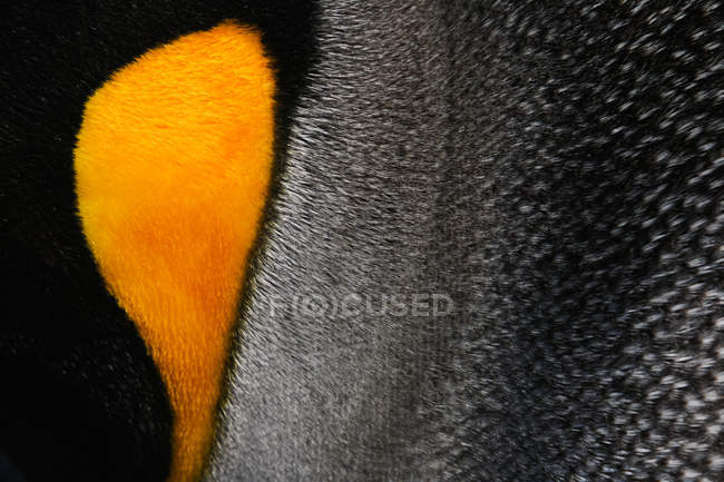 Primo piano delle piume delle guance del re pinguino . — Foto stock