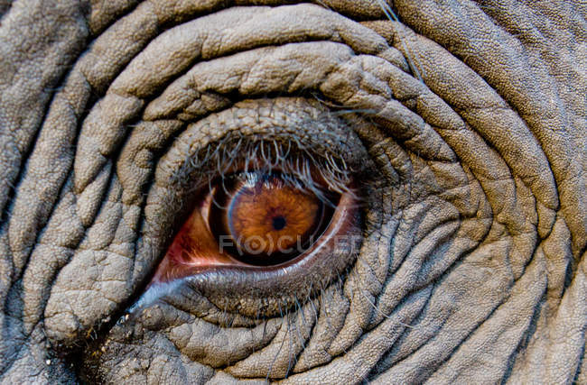 Primer plano de la piel y el ojo del elefante, marco completo - foto de stock