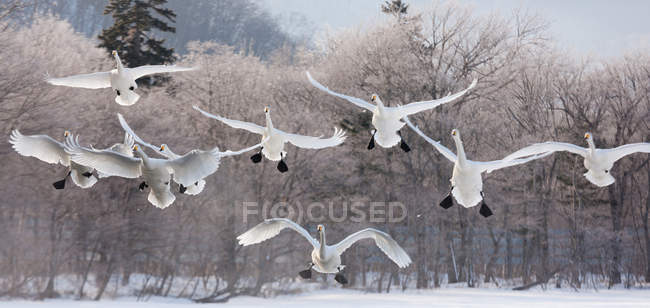 Singschwäne fliegen auf zugefrorenem See im Hokkaido. — Stockfoto