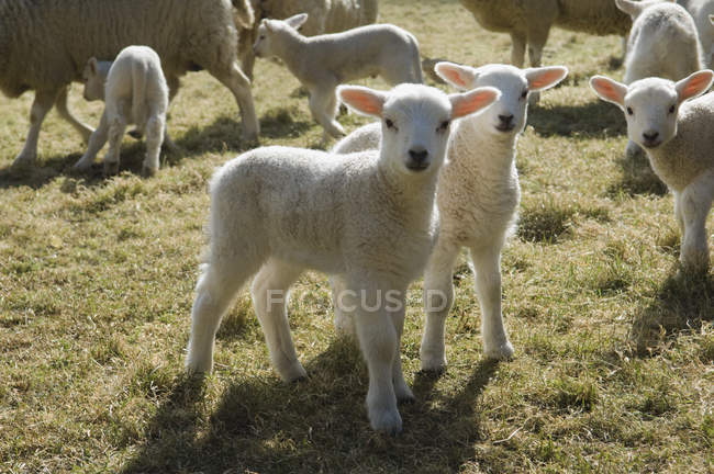 Lambs and sheep in countryside pen. — Stock Photo