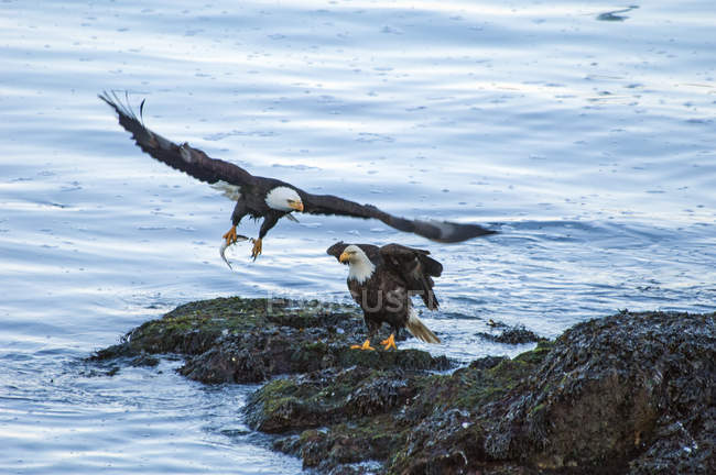 Águia calva prendendo peixes em garras enquanto caçam em rochas costeiras
. — Fotografia de Stock