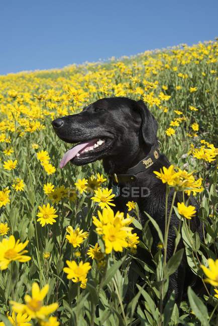 Schwarzer Labrador-Hund sitzt auf einer Wiese mit leuchtend gelben Wildblumen. — Stockfoto