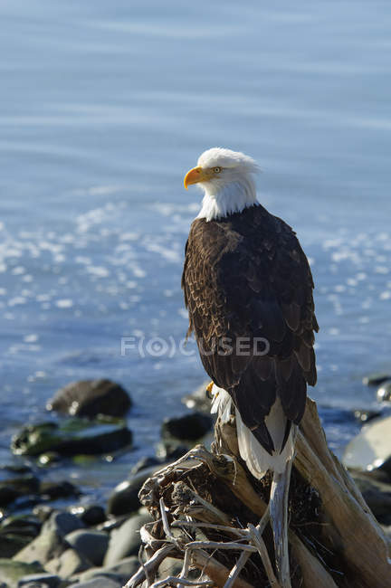 Aquila calva appollaiata sul legno alla deriva sulla riva rocciosa
. — Foto stock