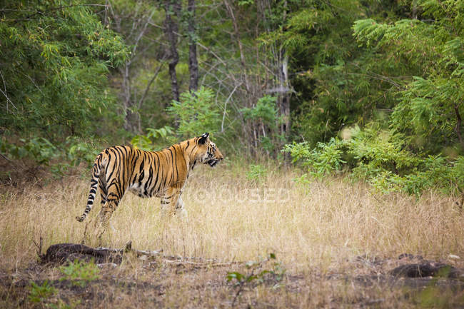 Tigre adulto caminhando no prado da floresta no Parque Nacional Bandhavgarh, Índia — Fotografia de Stock