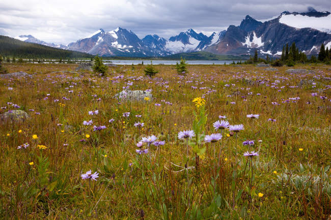 Flowery meadow and Canadian Rockies mountains in Jasper National Park, Alberta, Canada — Stock Photo